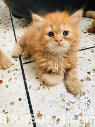 Traditional Persian Kitten